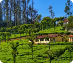 Nature Ooty